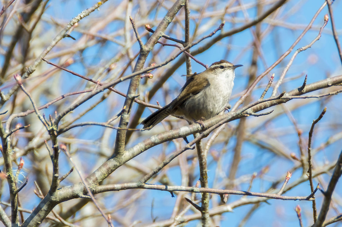 Bewick's Wren  Bewicks wren,Geotagged,Spring,Thryomanes bewickii,United States