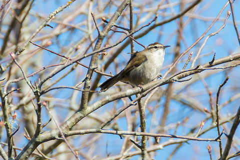 Bewick's Wren  Bewicks wren,Geotagged,Spring,Thryomanes bewickii,United States
