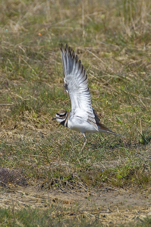 Everyone likes a good stretch  Charadrius vociferus,Geotagged,Killdeer,Spring,United States