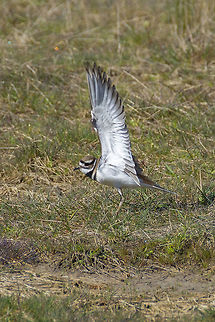 Everyone likes a good stretch  Charadrius vociferus,Geotagged,Killdeer,Spring,United States