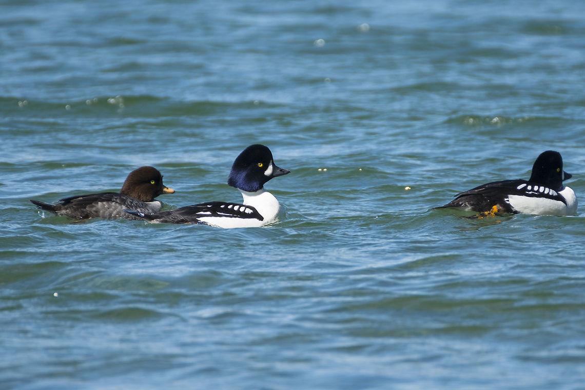 Barrow's Goldeneye  Barrows goldeneye,Bucephala islandica,Geotagged,Spring,United States
