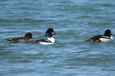 Barrow's Goldeneye  Barrows goldeneye,Bucephala islandica,Geotagged,Spring,United States