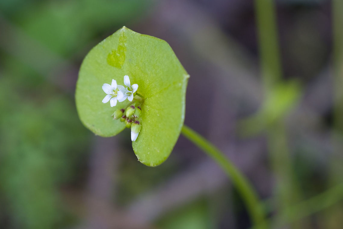 Miner's Lettuce named so because the California Gold rushers would eat this to prevent scurvy Claytonia perfoliata,Geotagged,Spring,United States