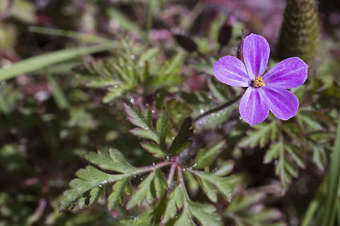 Herb Robert Known here in Washington as Stinky Bob, it was introduced as an ornamental, but has become an invasive. It is classified as a "Class B noxious weed", which means that efforts should be made to prevent it's spread, but there is no mandated eradication program. Geotagged,Geranium robertianum,Herb Robert,Invasive species,Spring,United States