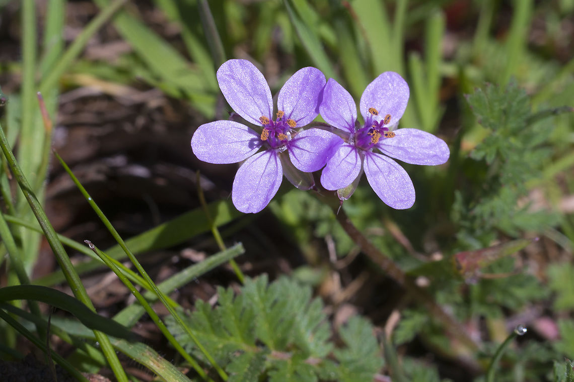 Common Stork's Bill  Common stork's-bill,Erodium cicutarium,Geotagged,Spring,United States
