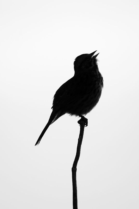 Song Sparrow Silhouette  Geotagged,Melospiza melodia,Song Sparrow,Spring,United States