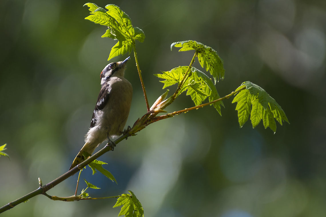 Downy Woodpecker A little male downy takes advantage of leaf aphids - no hole drilling needed for this meal Downy Woodpecker,Downy woodpecker,Dryobates pubescens,Geotagged,Picoides pubescens,Spring,United States