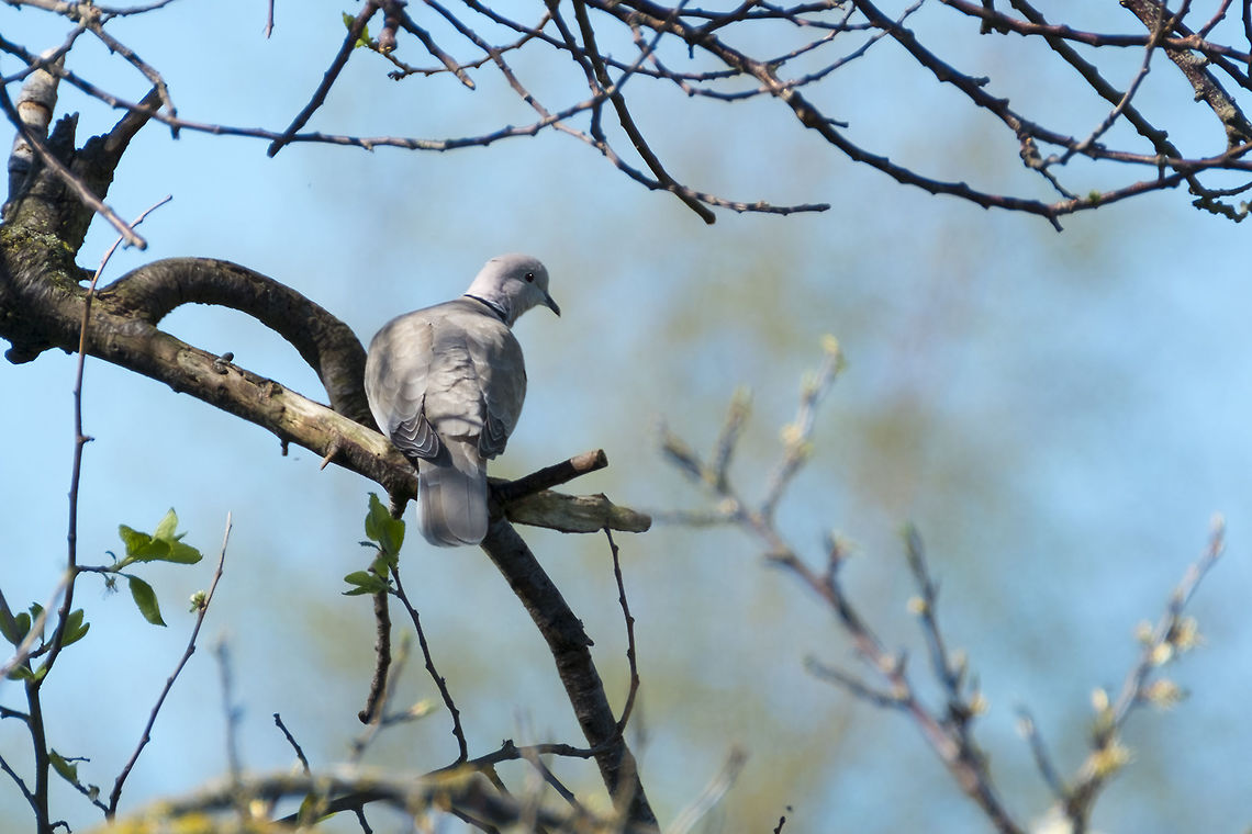 Eurasian Collared Dove Apparently the wiki is a bit behind the times. These introduced doves have been successfully spreading themselves all about North America. They are not yet as ubiquitous as Rock Doves, but they have become widespread. Eurasian Collared Dove,Geotagged,Spring,Streptopelia decaocto,United States
