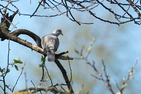 Eurasian Collared Dove Apparently the wiki is a bit behind the times. These introduced doves have been successfully spreading themselves all about North America. They are not yet as ubiquitous as Rock Doves, but they have become widespread. Eurasian Collared Dove,Geotagged,Spring,Streptopelia decaocto,United States