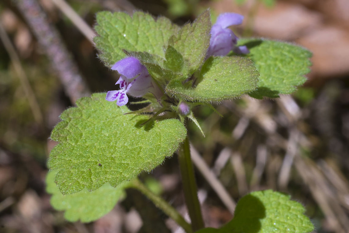 Purple Deadnettle Introduced - weed that occurs in abundance in lawns and at roadsides. Geotagged,Lamium purpureum,Red Deadnettle,Spring,United States