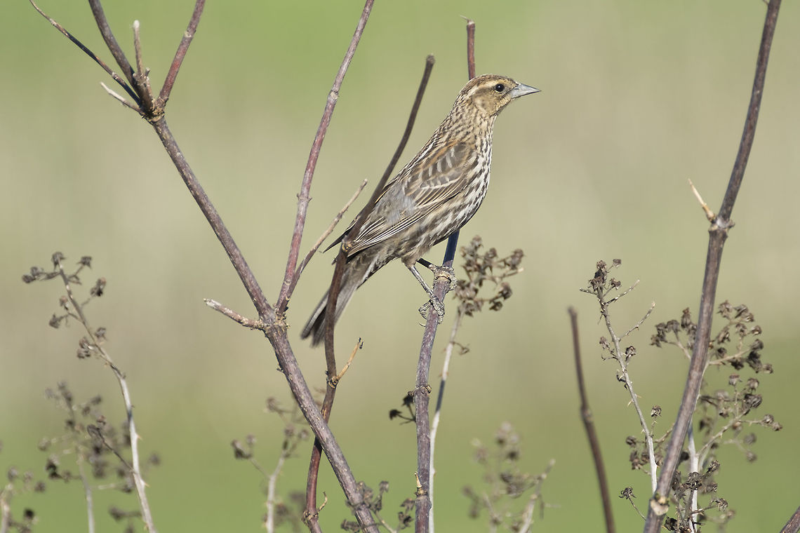 Female Redwing Blackbird Small and drab compared to her showy male counterpart Agelaius phoeniceus,Geotagged,Red-winged blackbird,Spring,United States