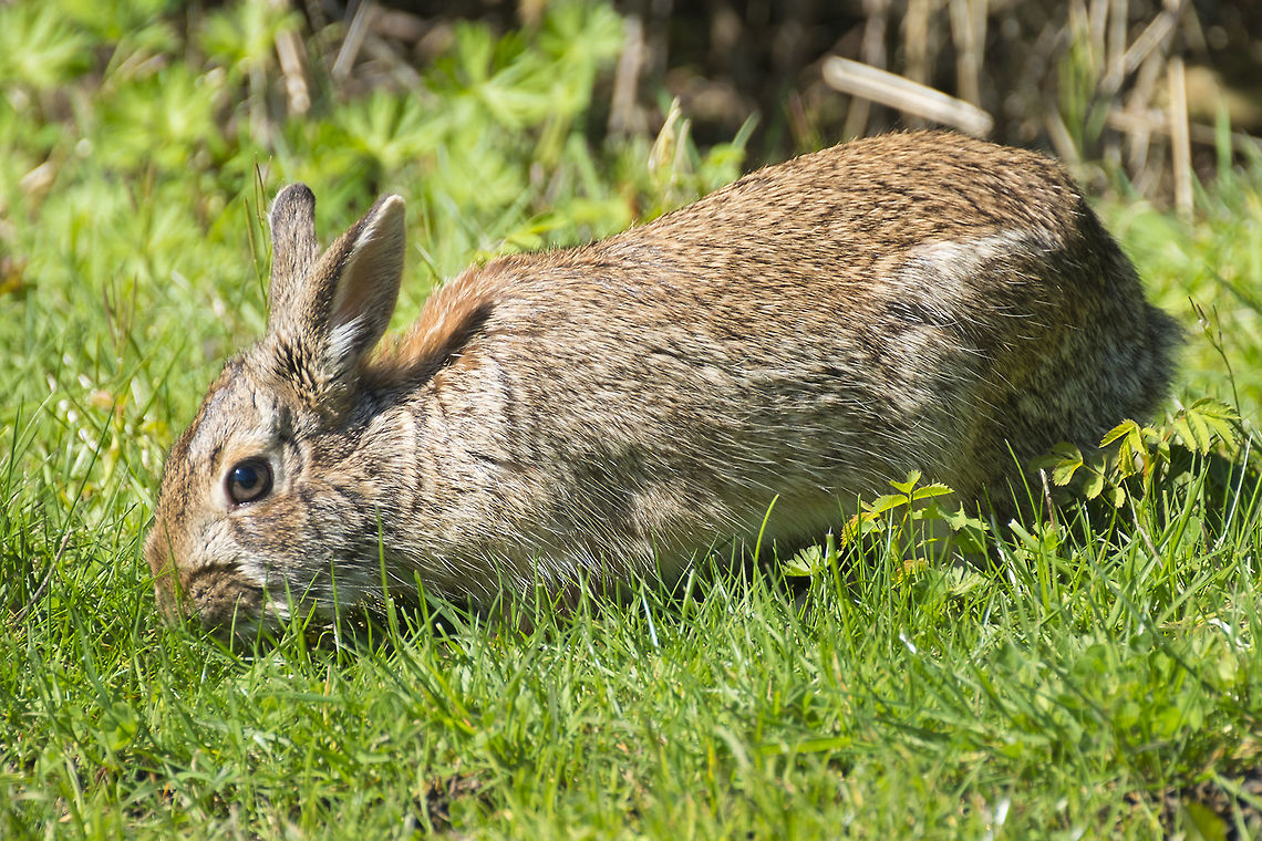 Eastern Cottontail Introduced to Western Washington in the 1930's, they've reproduced well, like bunnies&hellip; and are a common sight in the lowlands Eastern cottontail,Geotagged,Spring,Sylvilagus floridanus,United States