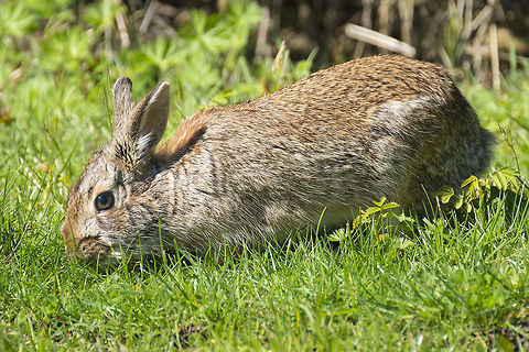 Eastern Cottontail Introduced to Western Washington in the 1930's, they've reproduced well, like bunnies&hellip; and are a common sight in the lowlands Eastern cottontail,Geotagged,Spring,Sylvilagus floridanus,United States