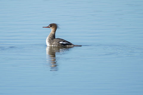 Red-Breasted Merganzer I think this is an immature male rather than a female - it may be a trick of the light, but looks like he's transitioning to his adult coloration Geotagged,Mergus serrator,Red-breasted merganser,Spring,United States