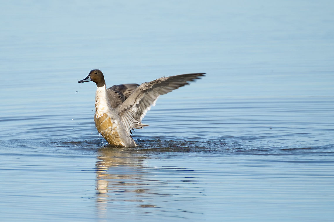 Northern Pintail  Anas acuta,Geotagged,Northern Pintail,Spring,United States