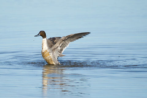Northern Pintail  Anas acuta,Geotagged,Northern Pintail,Spring,United States
