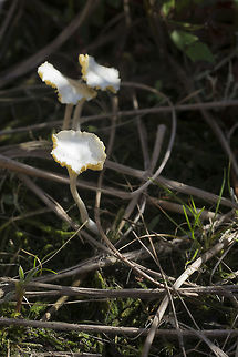 White Dune mushrooms  Geotagged,United States,Winter