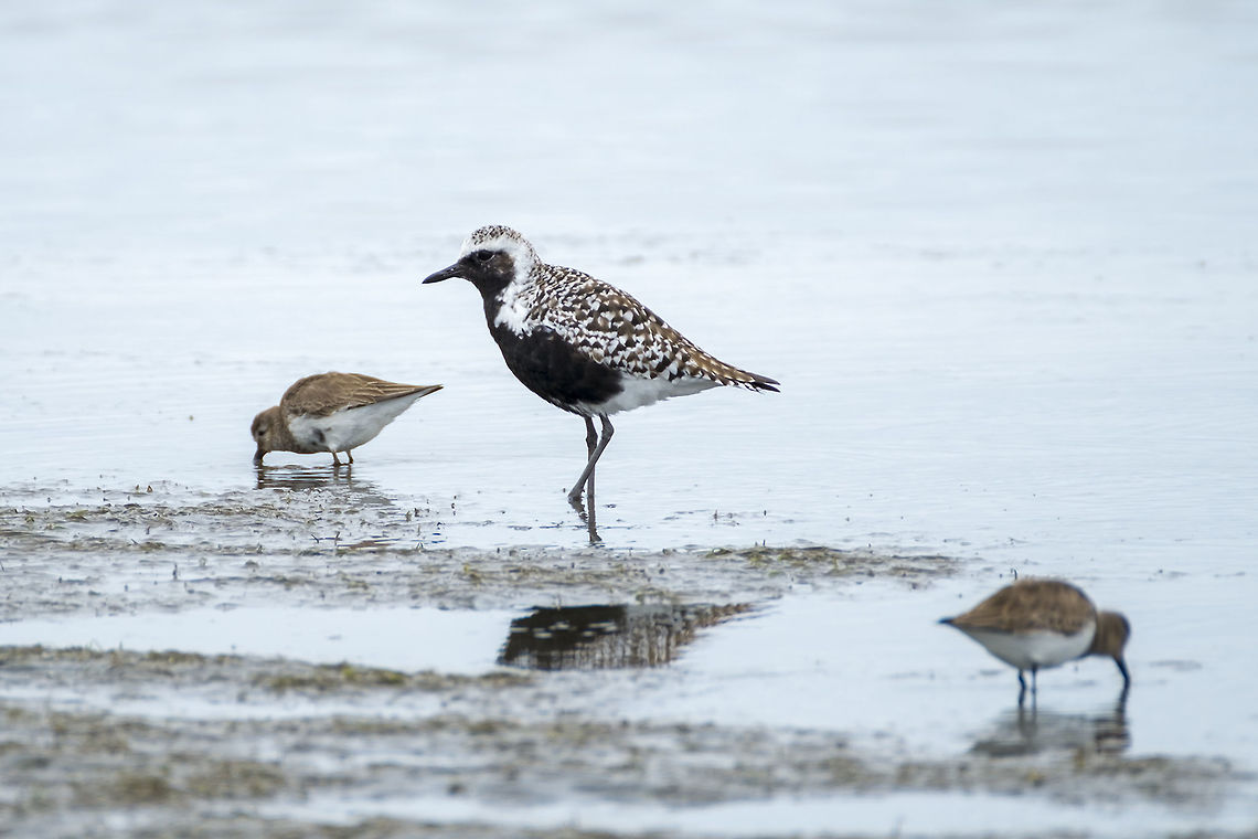 Black Bellied Plover  Geotagged,Grey plover,Pluvialis squatarola,Spring,United States