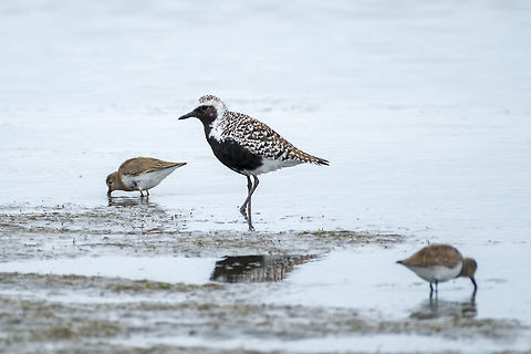Black Bellied Plover  Geotagged,Grey plover,Pluvialis squatarola,Spring,United States