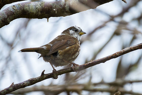 Fox Sparrow with partial leucism Not the most representative of the species - most, especially in this area of the world don't have white on their faces or any white patches/bars on their backs, but this fellow appears to have partial leucism Fox sparrow,Geotagged,Passerella iliaca,Spring,United States