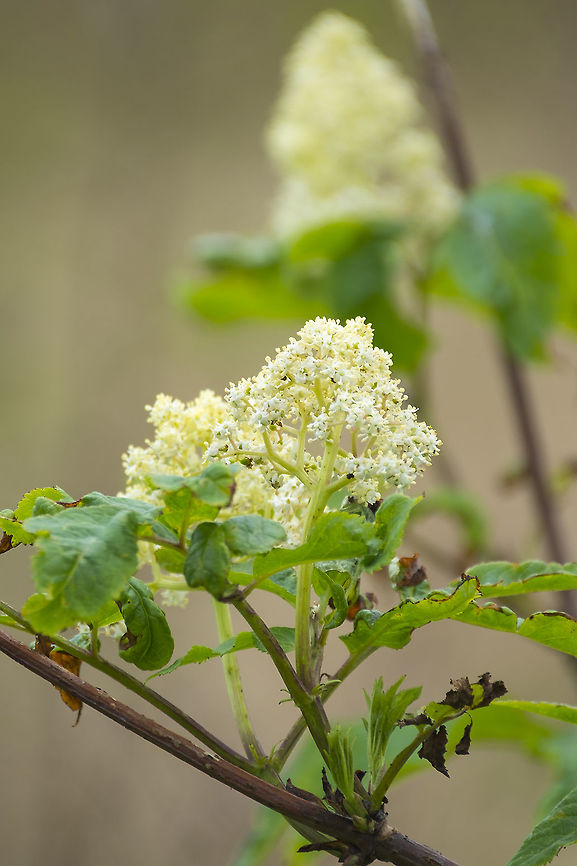 Red Elderberry - spring flowers  Geotagged,Red Elderberry,Sambucus racemosa,Spring,United States