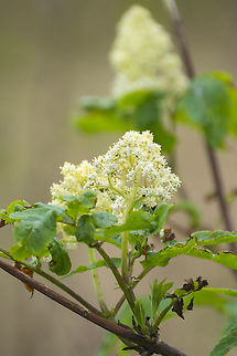 Red Elderberry - spring flowers  Geotagged,Red Elderberry,Sambucus racemosa,Spring,United States