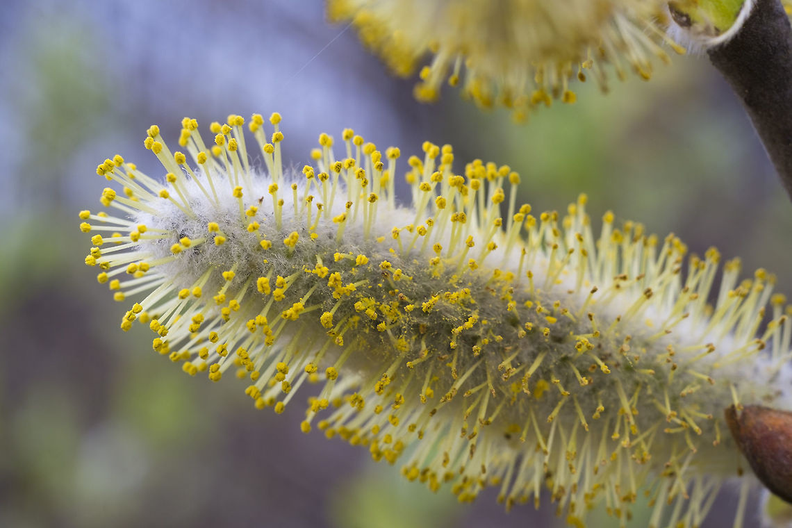 Dune Willow Catkin  Geotagged,Salix hookeriana,Spring,United States