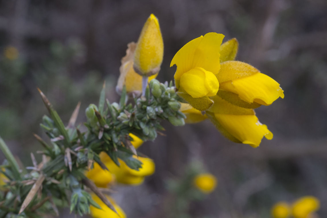 Common Gorse introduced Common Gorse,Geotagged,Spring,Ulex europaeus,United States