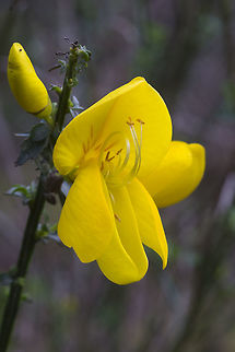 Scotch Broom Introduced - noxious weed Cytisus scoparius,Geotagged,Spring,United States
