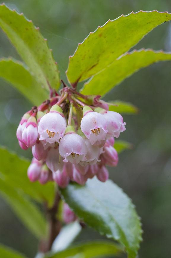 Evergreen Huckleberry  Geotagged,Spring,United States,Vaccinium ovatum