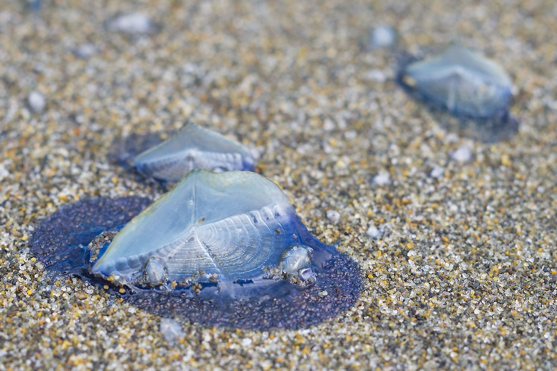 By the Wind Sailors This trip to the shore there were more mature examples of these guys washed up on the beach  - not nearly so many, but much bigger Geotagged,Spring,United States,Velella velella