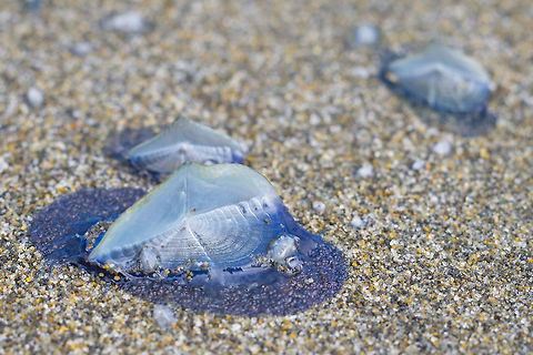 Velella velella
