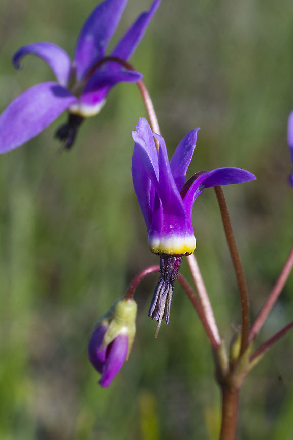 Broadleaf Shooting Star  Dodecatheon hendersonii,Geotagged,Spring,United States