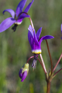 Broadleaf Shooting Star  Dodecatheon hendersonii,Geotagged,Spring,United States
