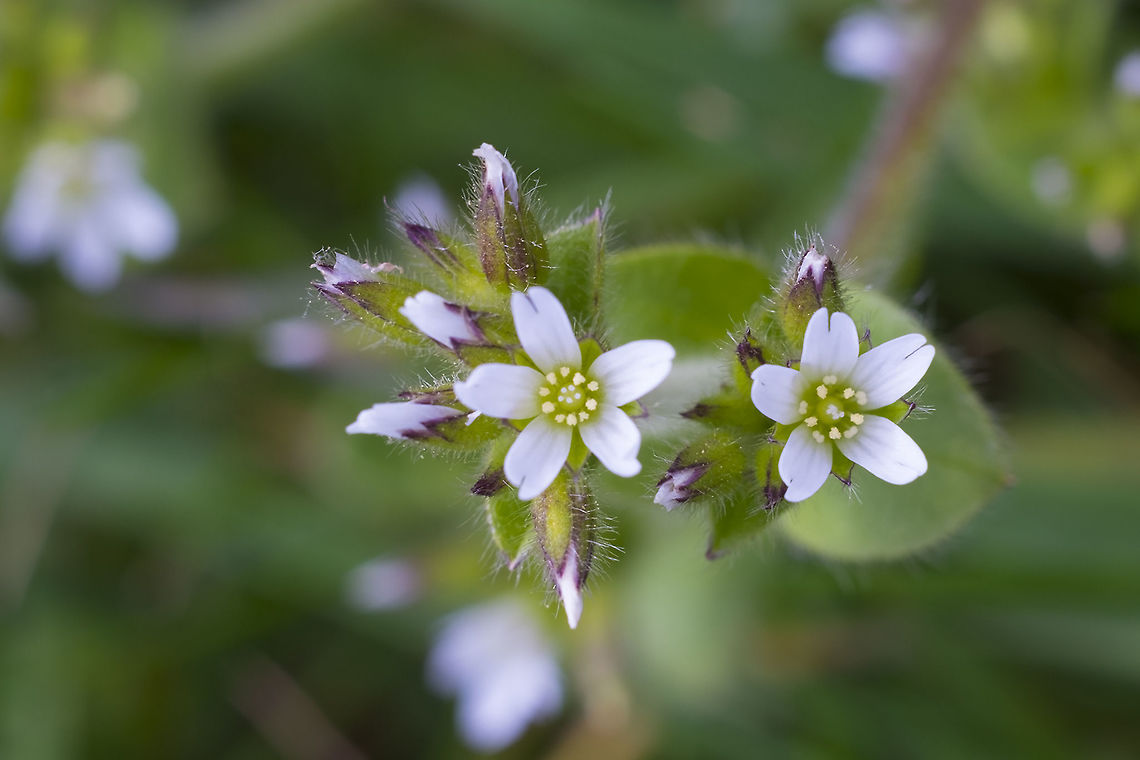 Sticky Chickweed  Cerastium glomeratum,Geotagged,Spring,United States