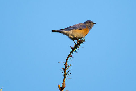 Male Western Bluebird  Geotagged,Sialia mexicana,Spring,United States,Western bluebird