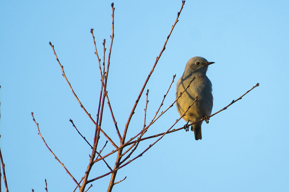 Western Bluebird Female  Geotagged,Sialia mexicana,Spring,United States,Western bluebird