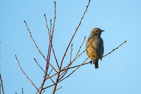 Western Bluebird Female  Geotagged,Sialia mexicana,Spring,United States,Western bluebird