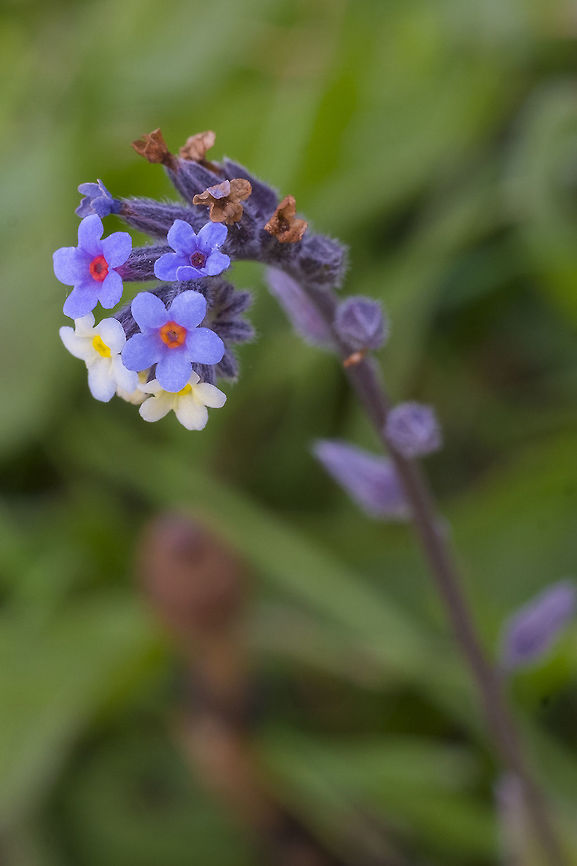 Changing Forget-me-not introduced Geotagged,Myosotis discolor,Spring,United States