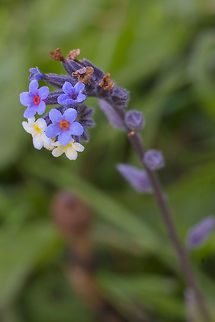Changing Forget-me-not introduced Geotagged,Myosotis discolor,Spring,United States