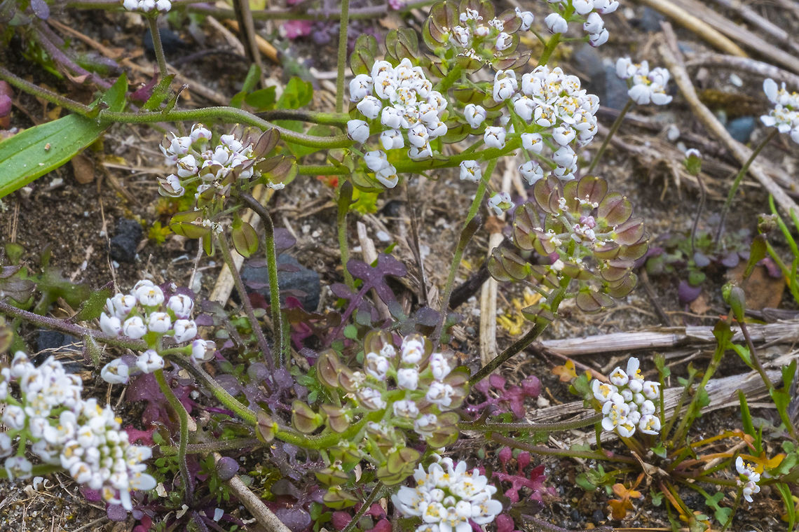 Field Pepperwort introduced Geotagged,Lepidium campestre,Spring,United States