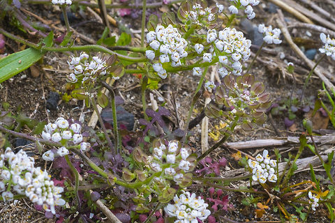 Field Pepperwort introduced Geotagged,Lepidium campestre,Spring,United States