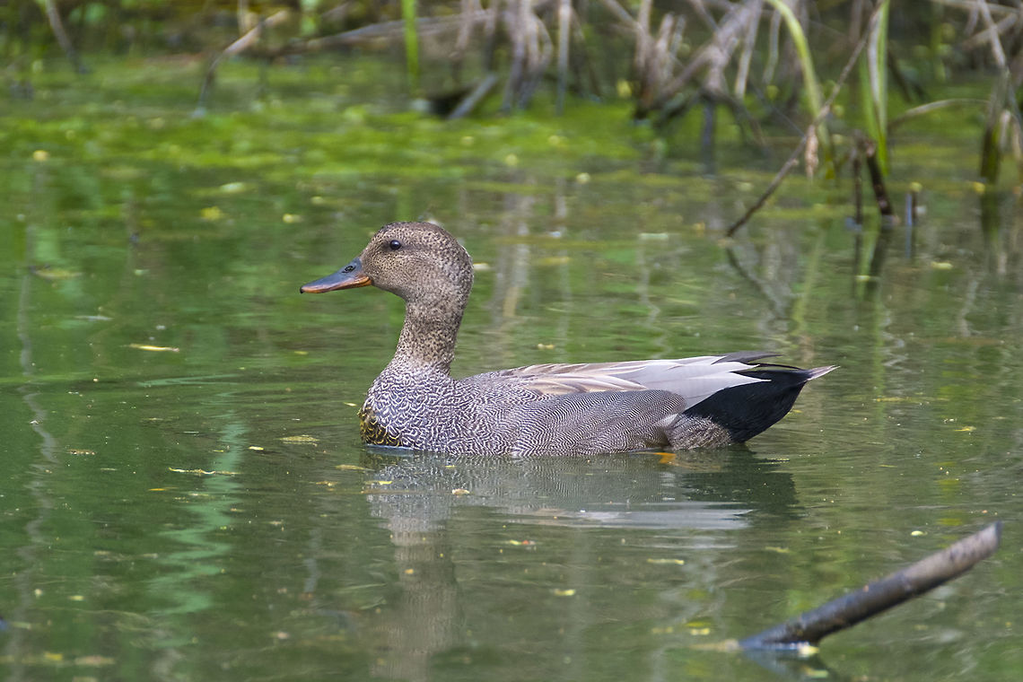 Male Gadwall  Anas strepera,Gadwall,Geotagged,Mareca strepera,Spring,United States