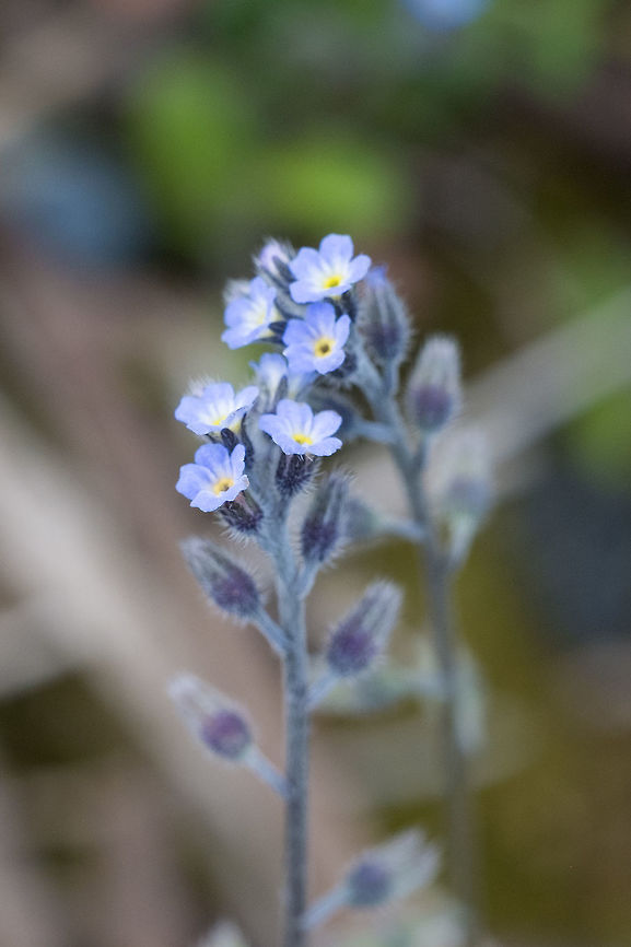 Strict Forget-me-not introduced Geotagged,Myosotis stricta,Spring,United States
