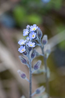 Strict Forget-me-not introduced Geotagged,Myosotis stricta,Spring,United States