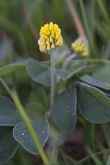 Black Medic Introduced Geotagged,Medicago lupulina,Spring,United States