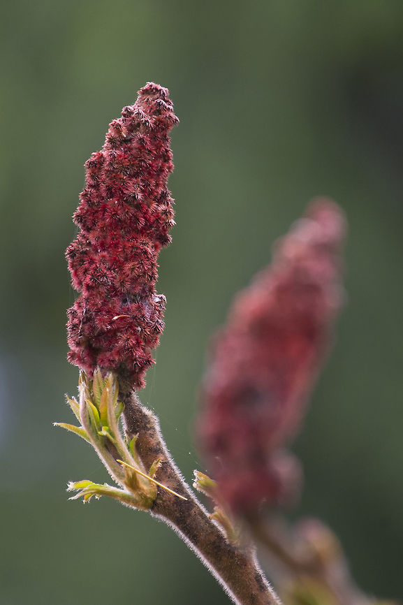 Staghorn Sumac hmmm - I've changed my mind about this one. The distribution map and the site I use to ID local plants don't show this species out here, but it definitely looks much, much more like this species than Rhus glabra. I see it often, so I'm guessing it was brought out as an ornamental and escaped. Geotagged,Rhus glabra,Rhus typhina,Spring,Staghorn Sumac tree,United States,smooth sumac