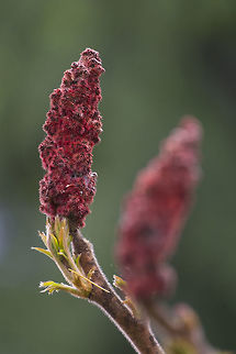 Staghorn Sumac hmmm - I've changed my mind about this one. The distribution map and the site I use to ID local plants don't show this species out here, but it definitely looks much, much more like this species than Rhus glabra. I see it often, so I'm guessing it was brought out as an ornamental and escaped. Geotagged,Rhus glabra,Rhus typhina,Spring,Staghorn Sumac tree,United States,smooth sumac