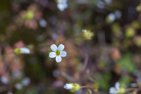 Small white flowers little white flowers, nothing to really distinguish them so the ID may take some work.. Geotagged,Spring,United States