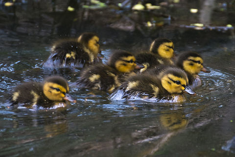 Mallard ducklings too cute to resist... Anas platyrhynchos,Geotagged,Mallard,Spring,United States
